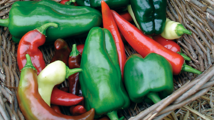 Spice Up Your Garden With Hot Peppers Arizona Jewish Life